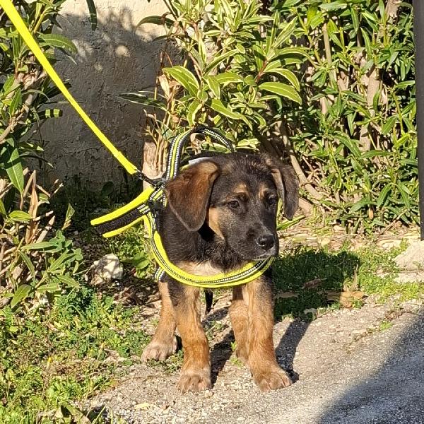 BOLT simil pastorino in adozione Foto 7